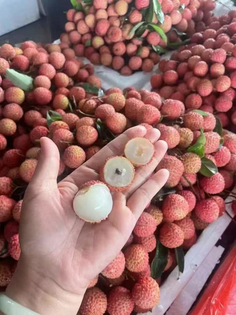 桂味荔枝产地直销量大质优价格优惠欢迎各大老板前来采购