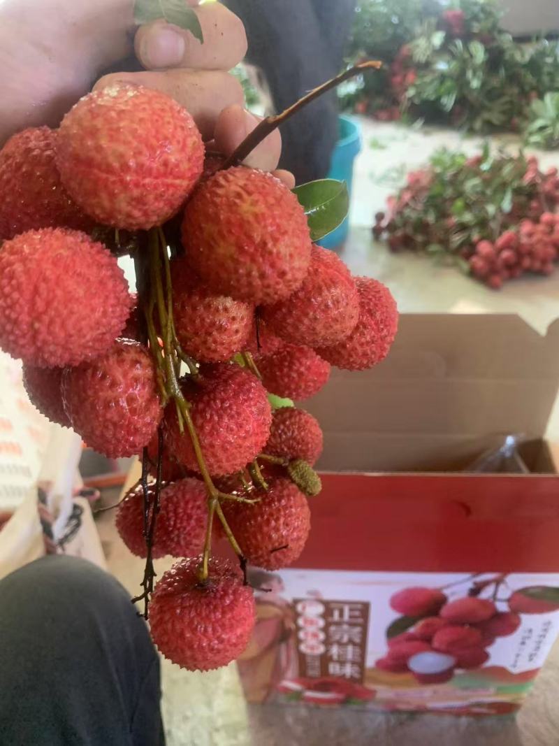 桂味荔枝产地直销量大质优价格优惠欢迎各大老板前来采购