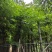 复羽叶栾树