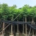 复羽叶栾树
