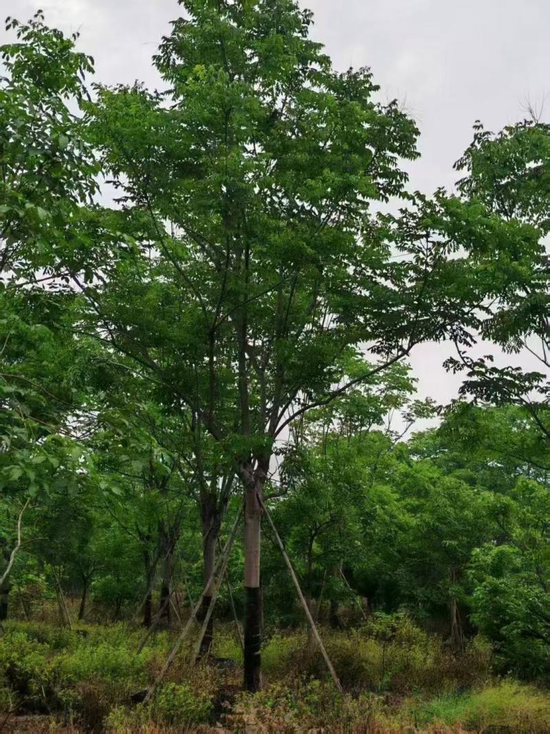 复羽叶栾树