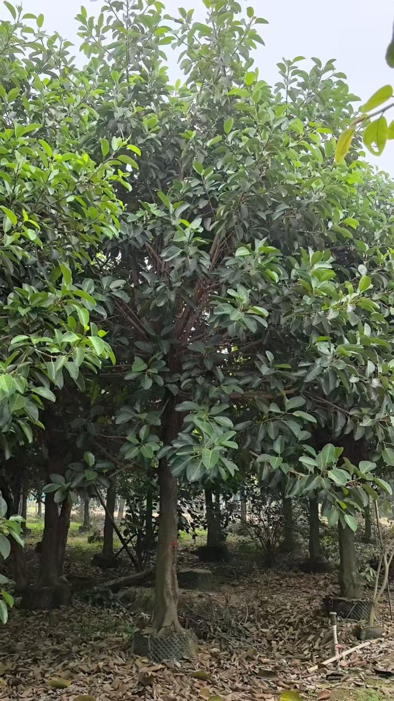 高山榕