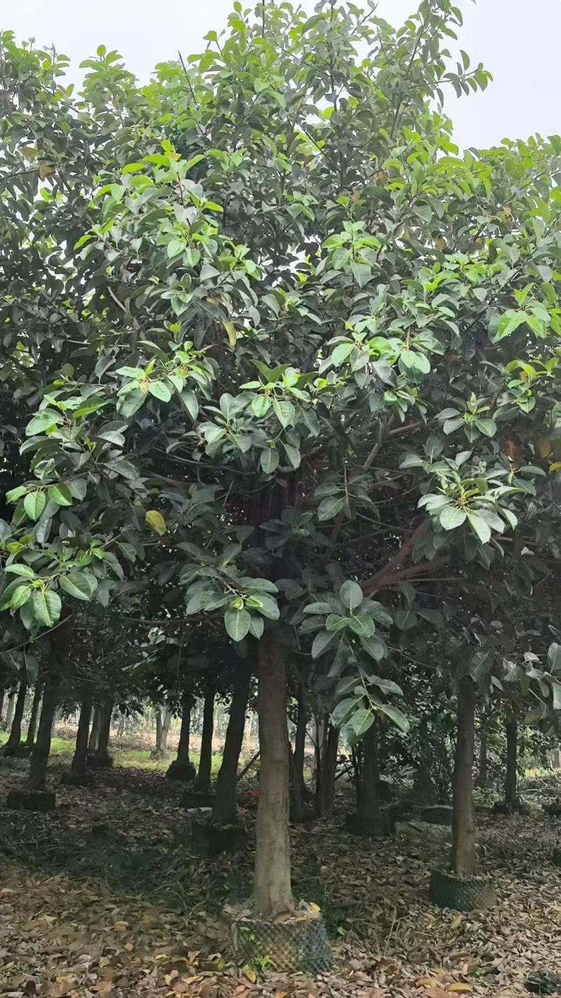 高山榕