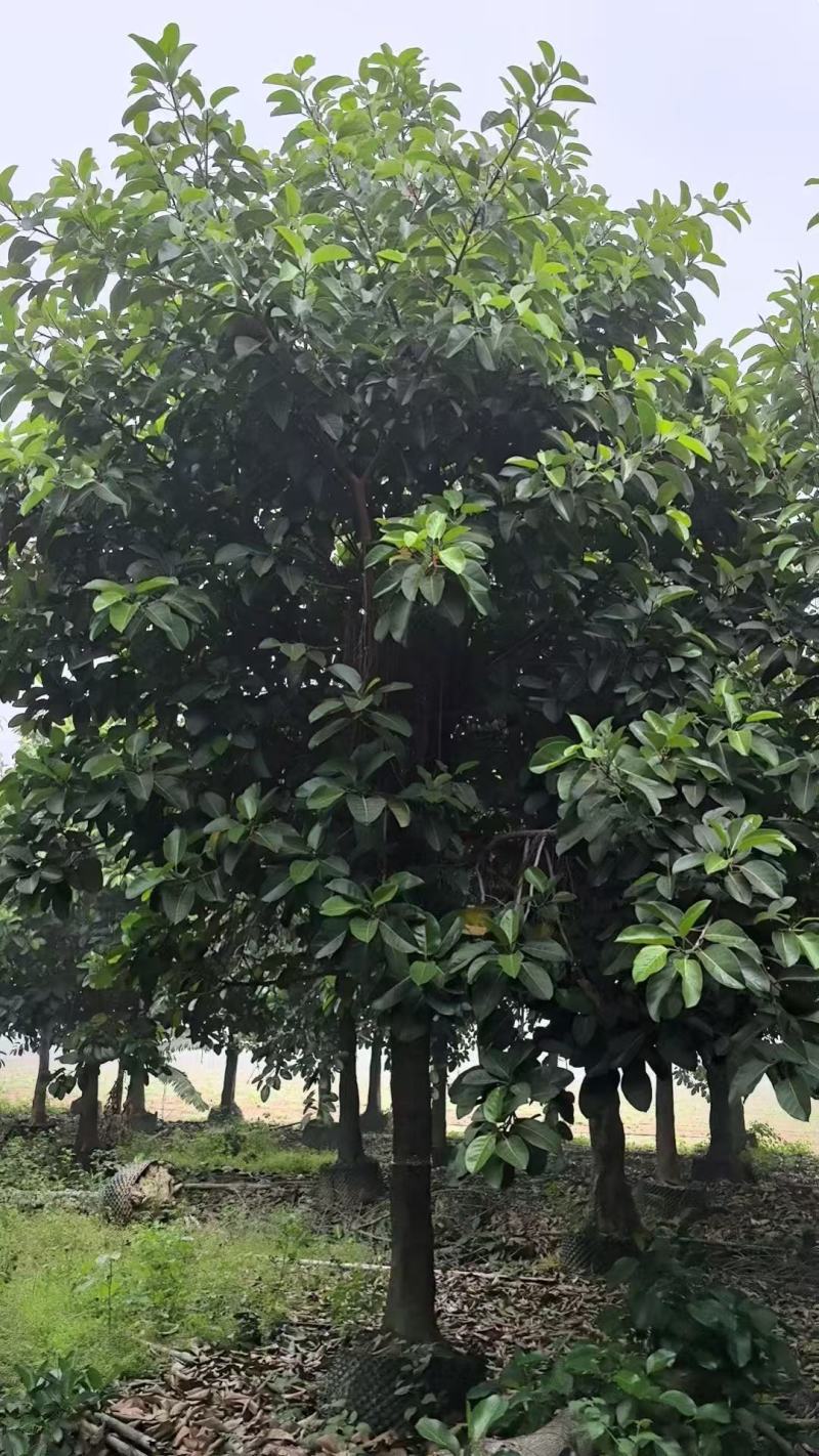 高山榕