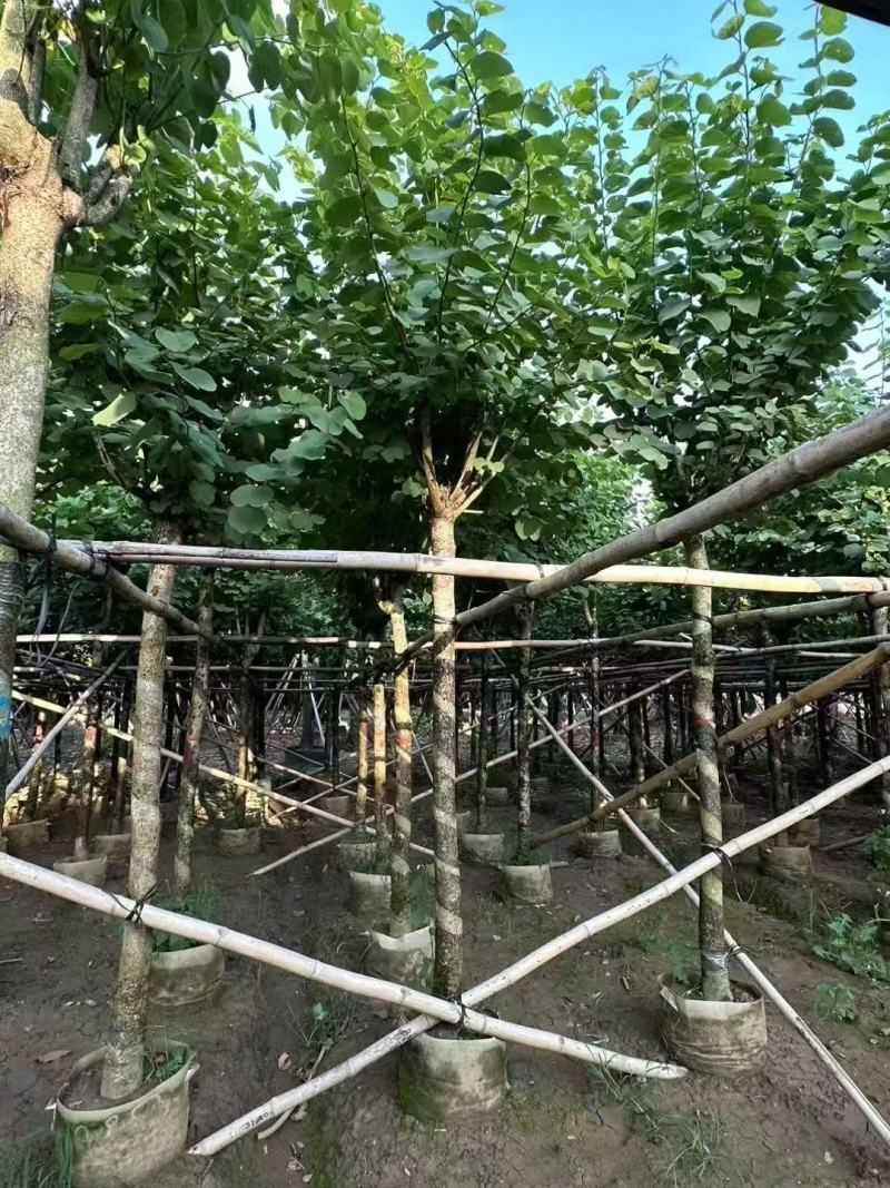 宫粉羊蹄甲