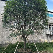 桂花