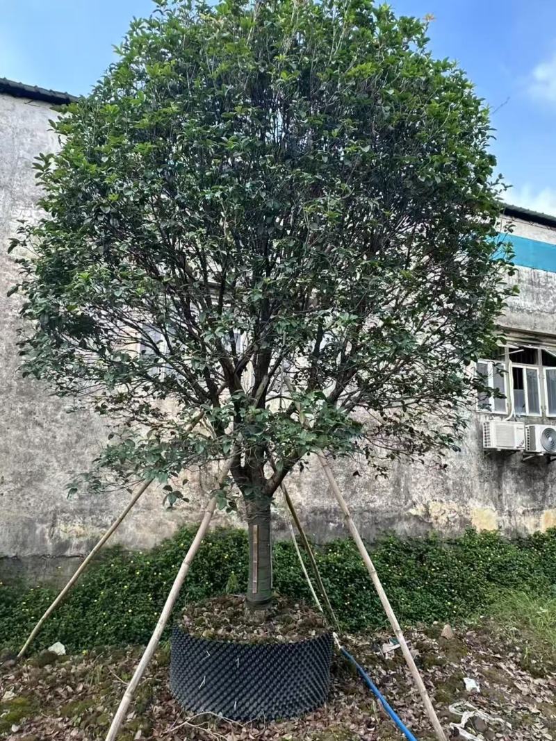 桂花