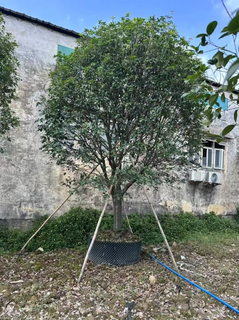 桂花