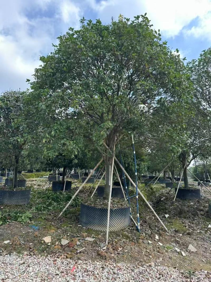 桂花