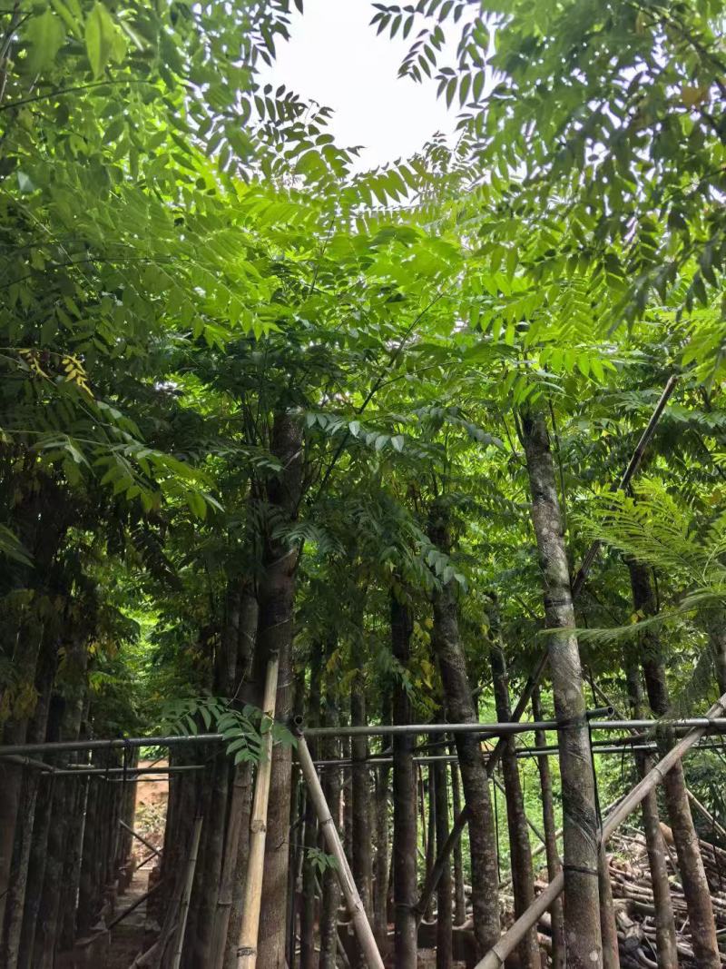 本基地大量国庆花树供应