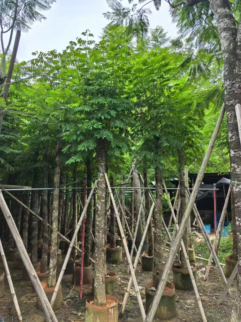 本基地大量国庆花树供应