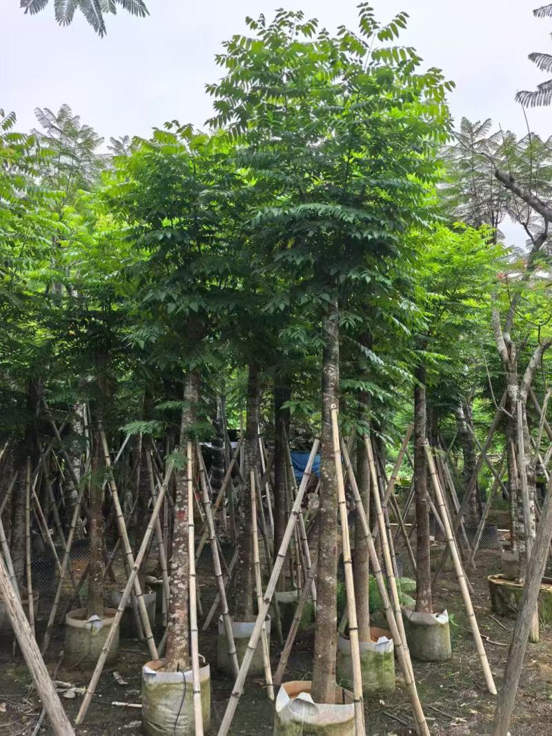 本基地大量国庆花树供应