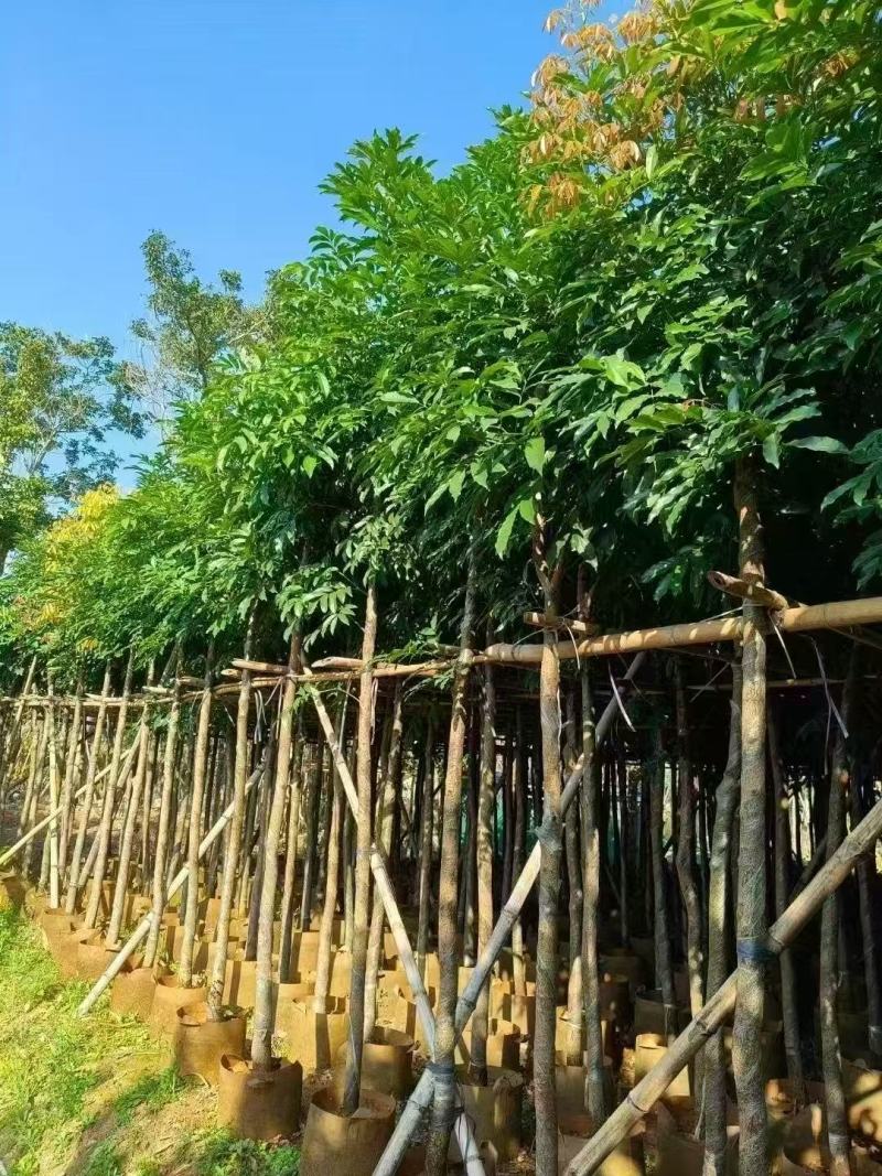 海南红豆
