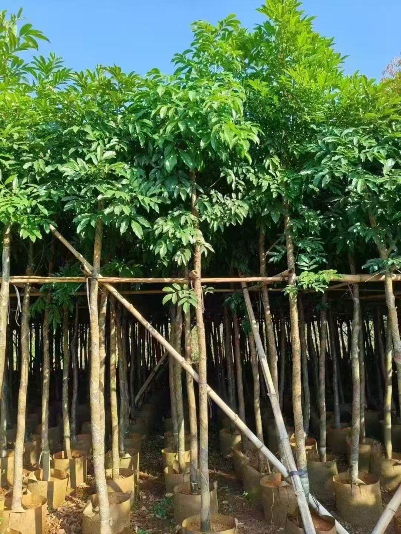 海南红豆