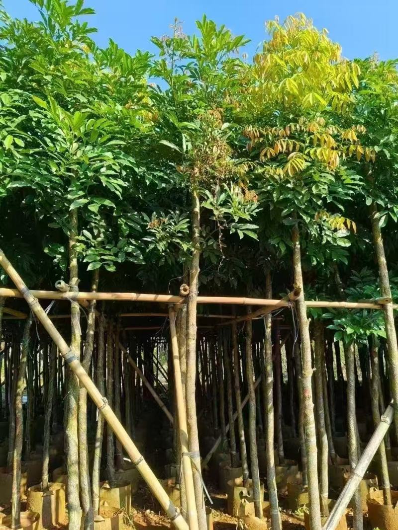 海南红豆
