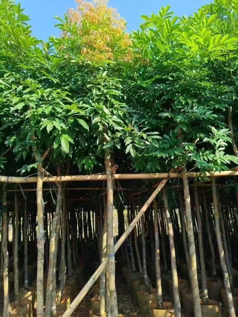 海南红豆