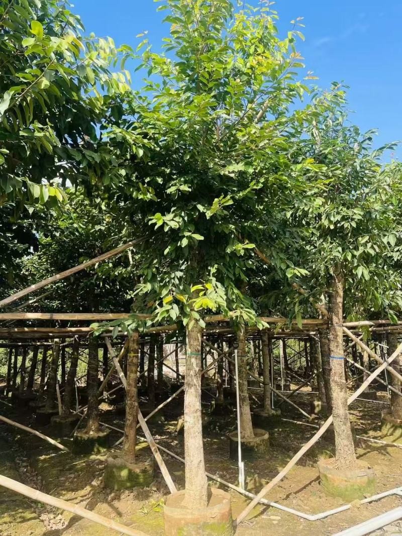 海南蒲桃