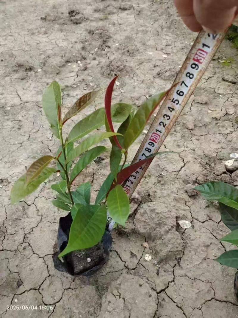 红背桂