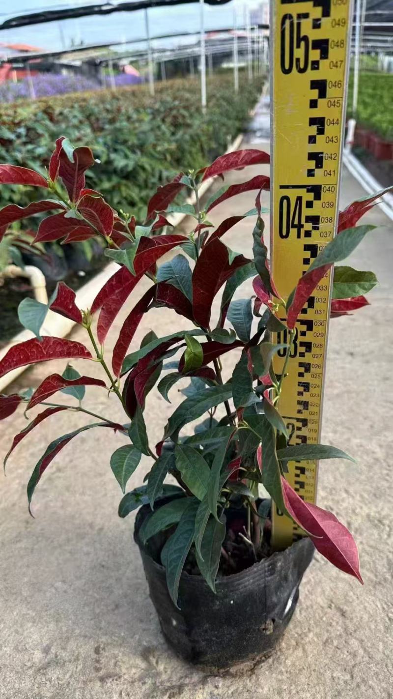 红背桂