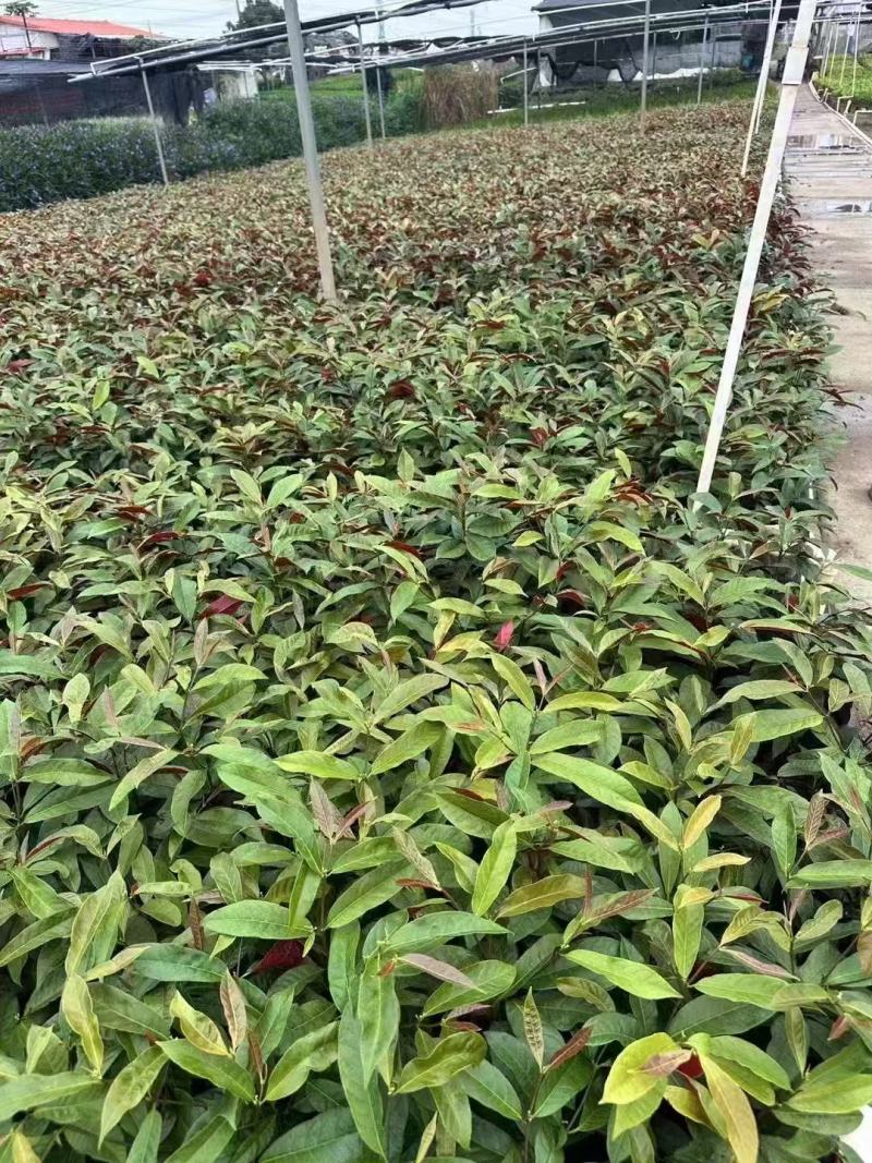 红背桂