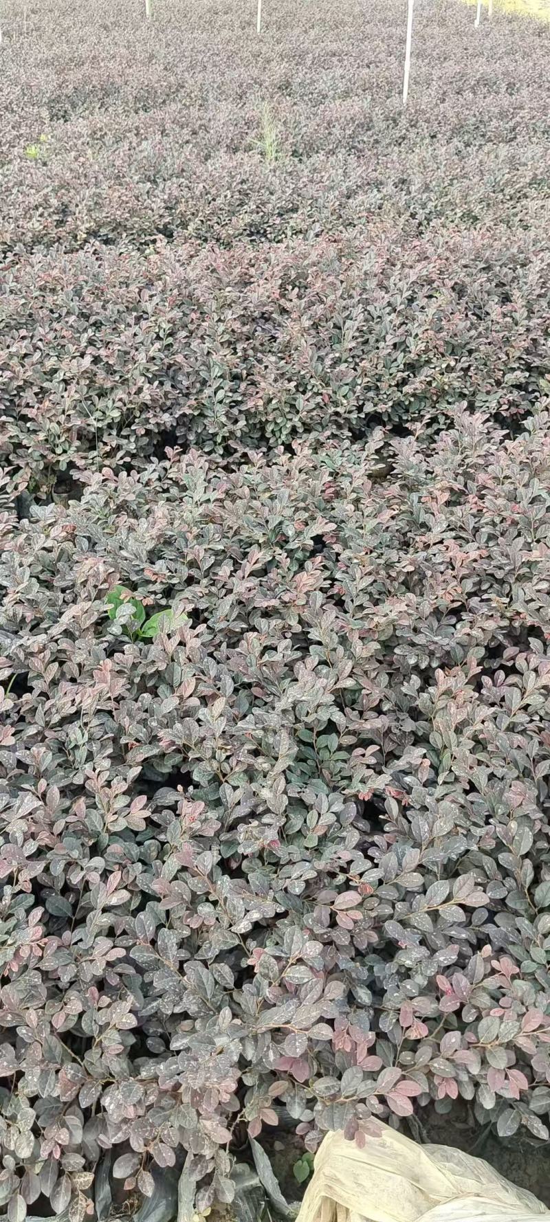 红继木/红花继木大量低价出售