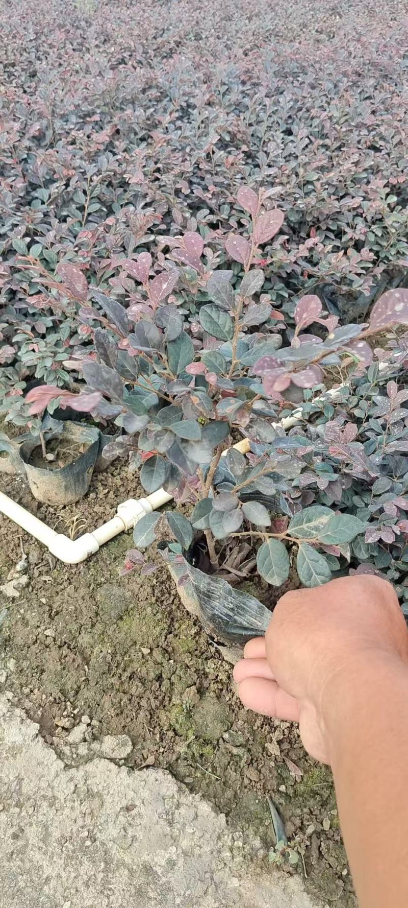 红继木/红花继木大量低价出售