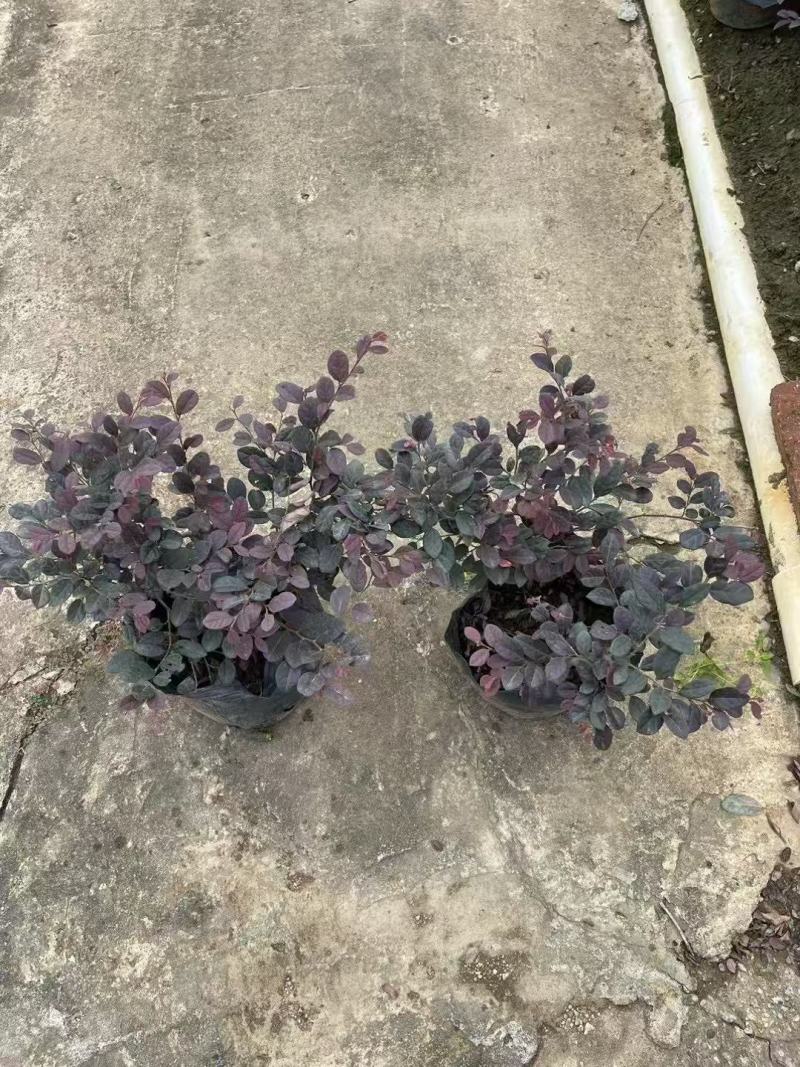 红继木/红花继木大量低价出售