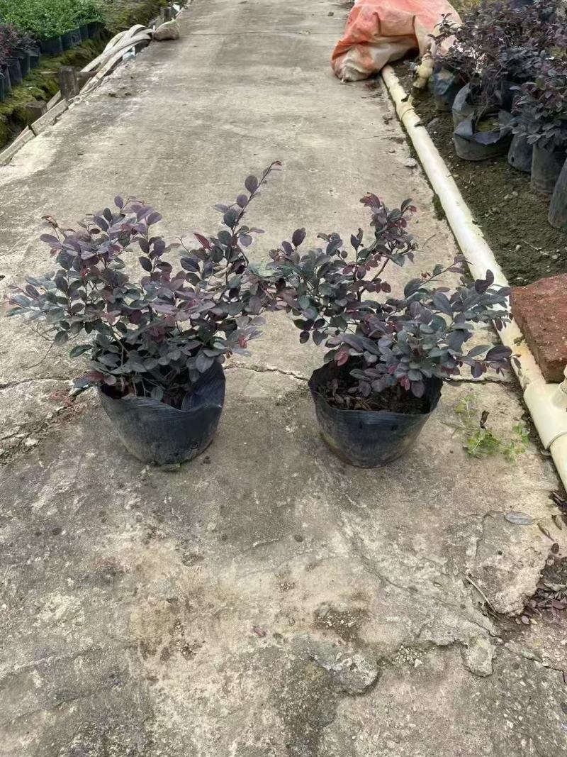 红继木/红花继木大量低价出售