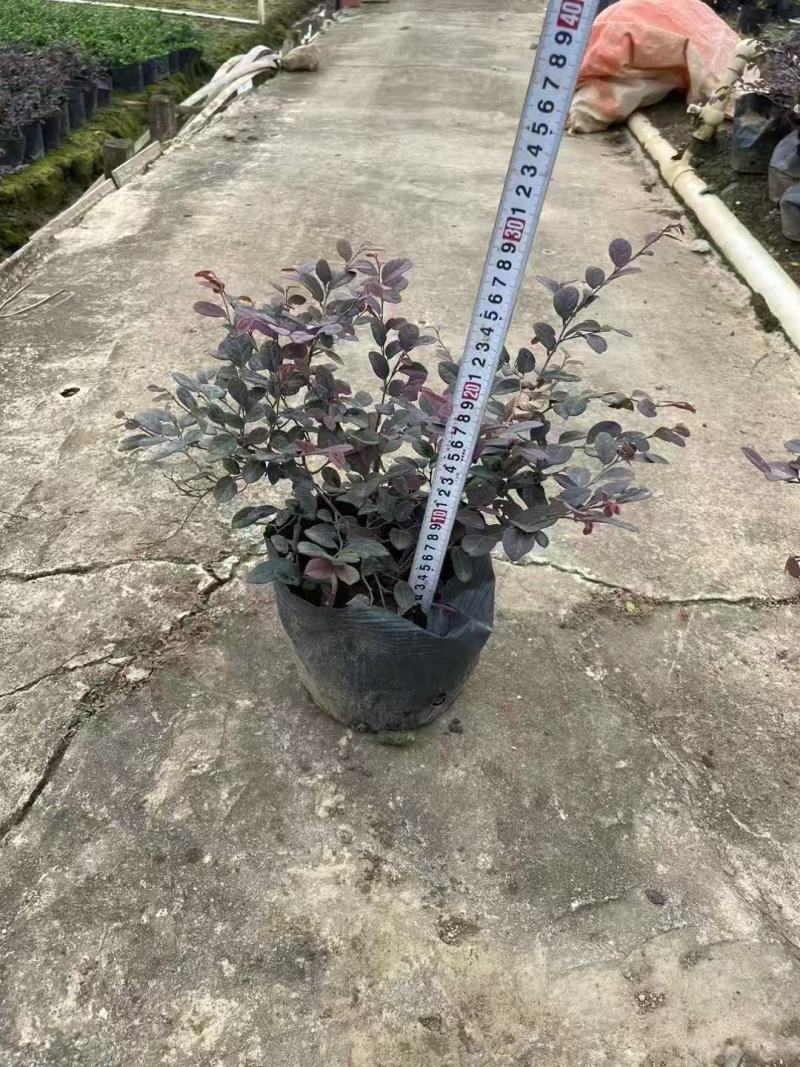 红继木/红花继木大量低价出售