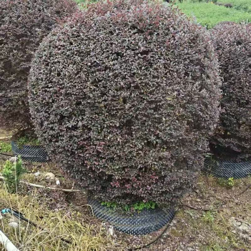 红继木/红花继木大量低价出售