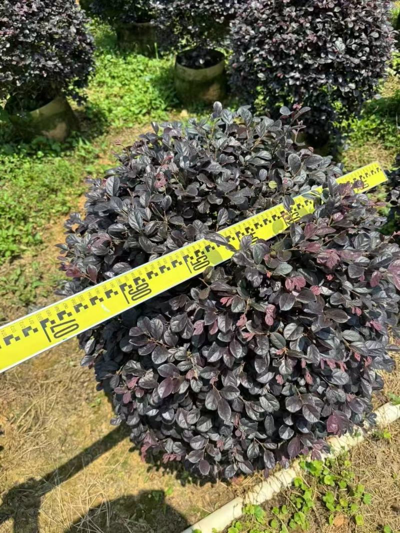 红继木/红花继木大量低价出售