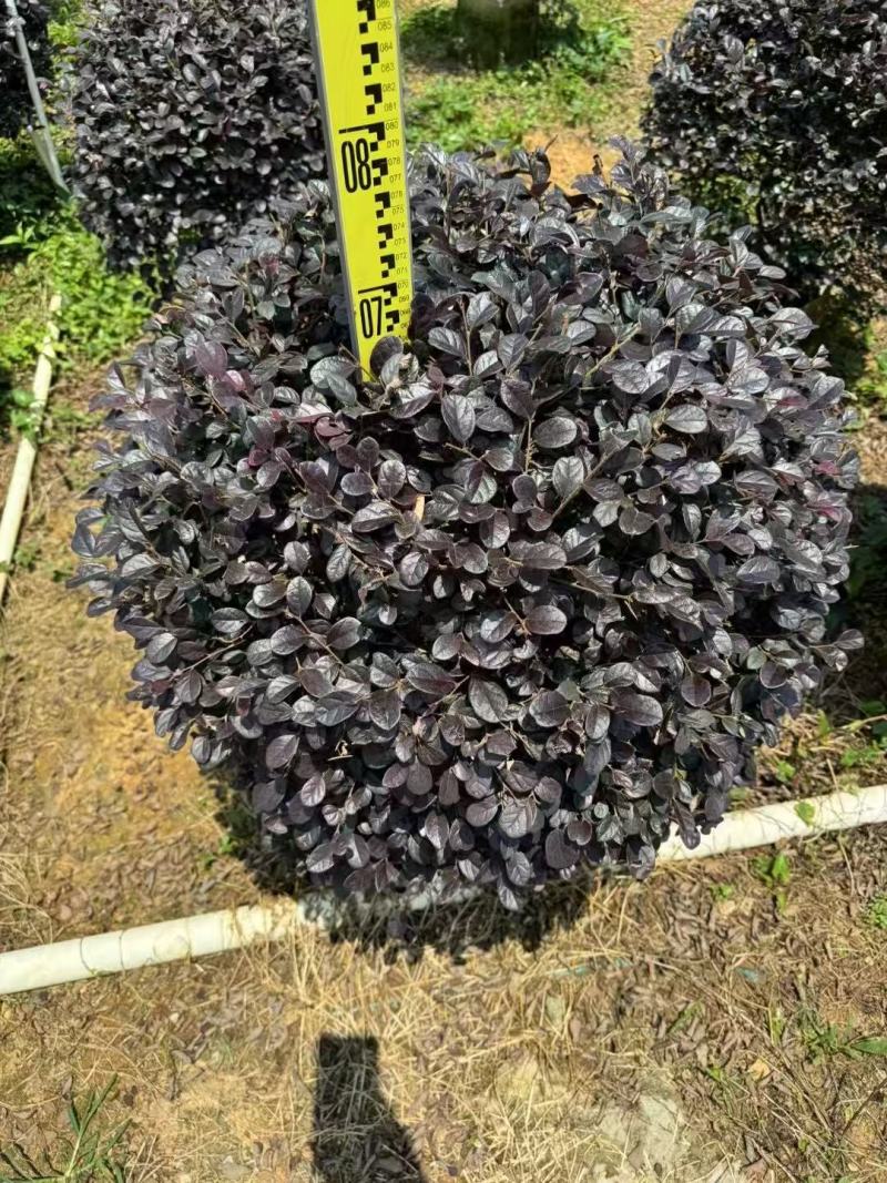 红继木/红花继木大量低价出售