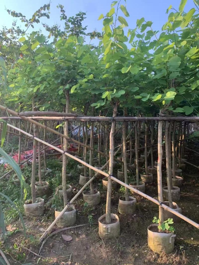 红花紫荆，香港紫荆大量低价供应
