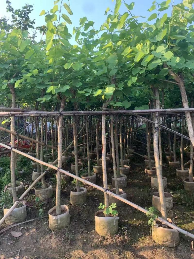 红花紫荆，香港紫荆大量低价供应
