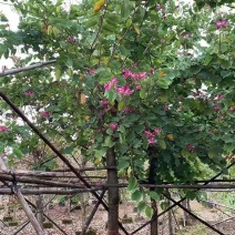 红花紫荆，香港紫荆大量低价供应