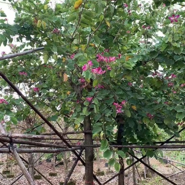 红花紫荆，香港紫荆大量低价供应