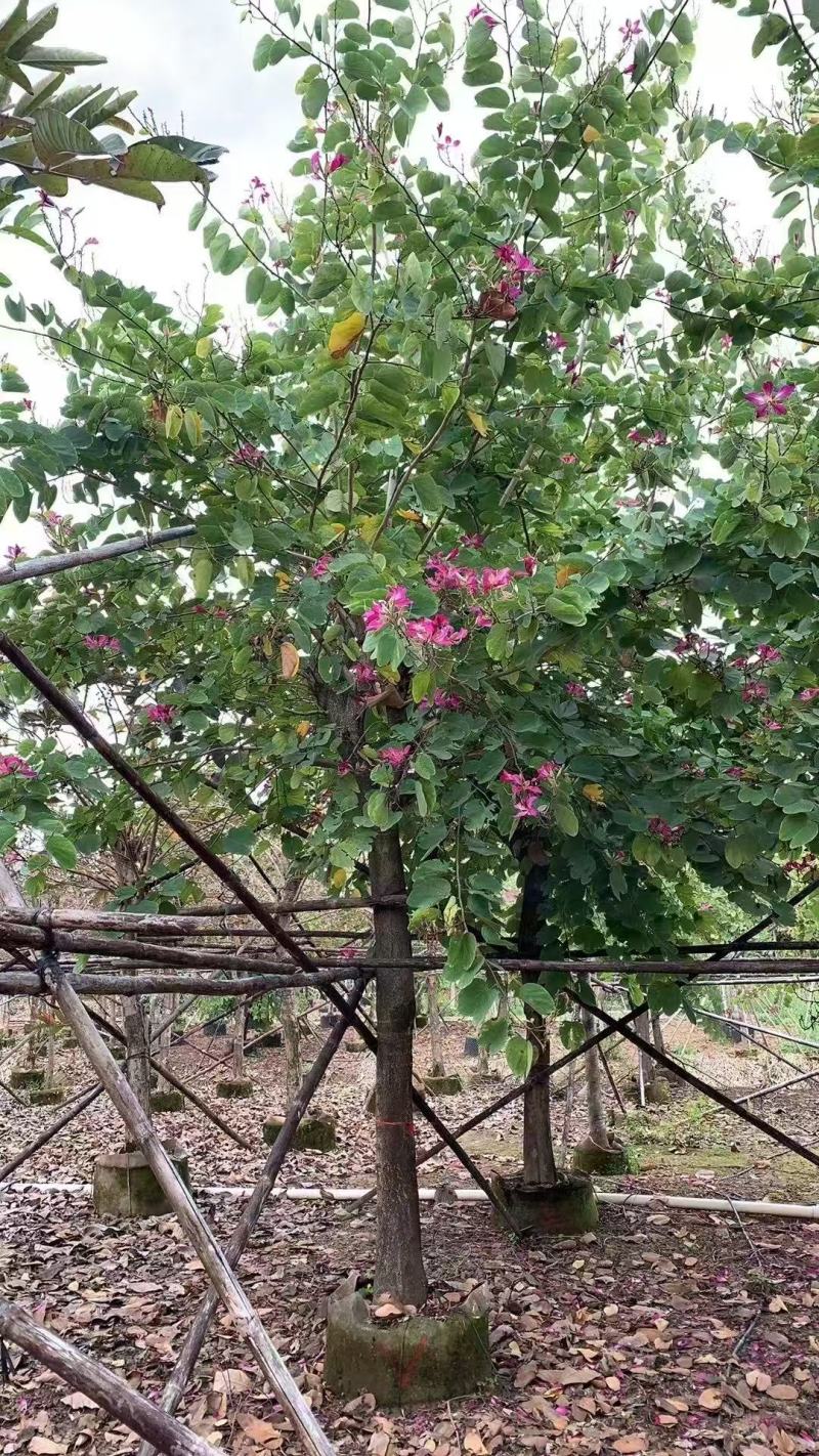 红花紫荆，香港紫荆大量低价供应