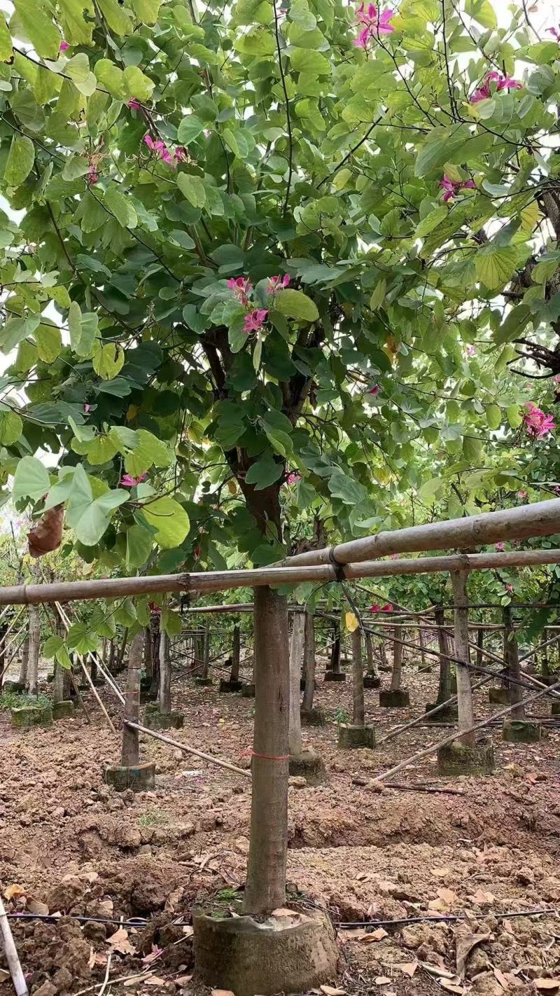 红花紫荆，香港紫荆大量低价供应