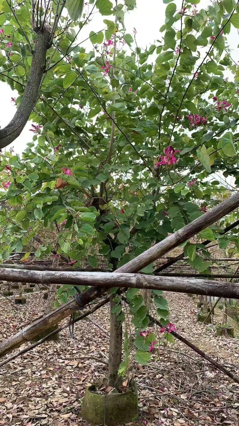红花紫荆，香港紫荆大量低价供应