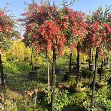 红千层