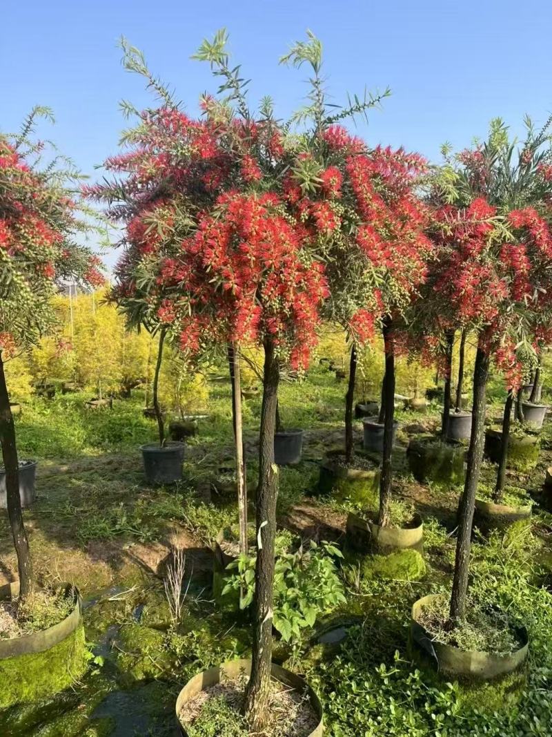 红千层