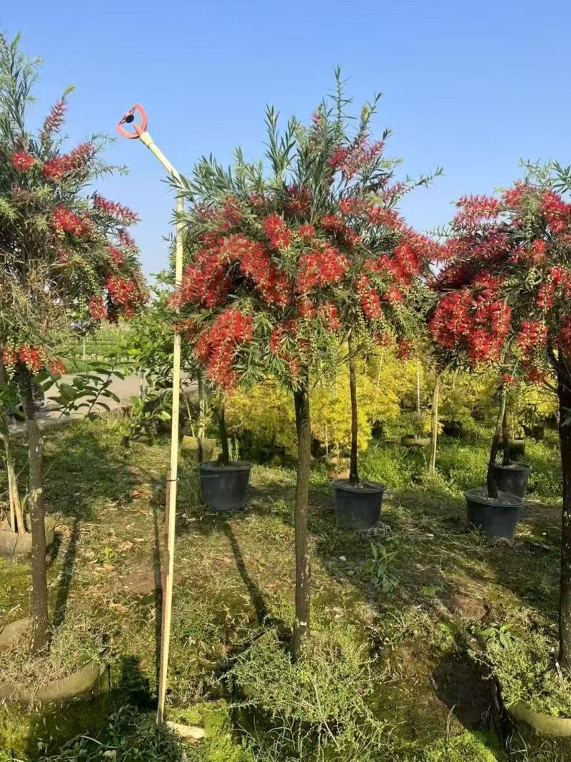 红千层