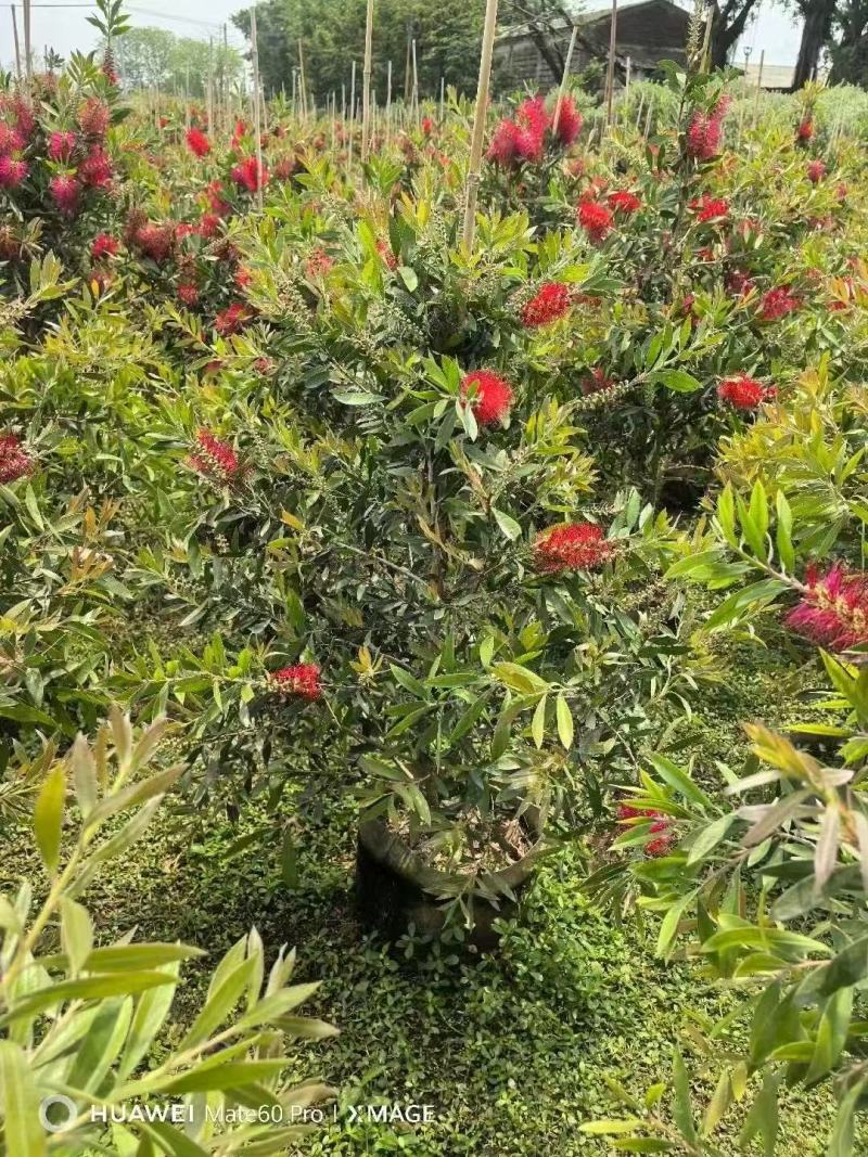 红千层