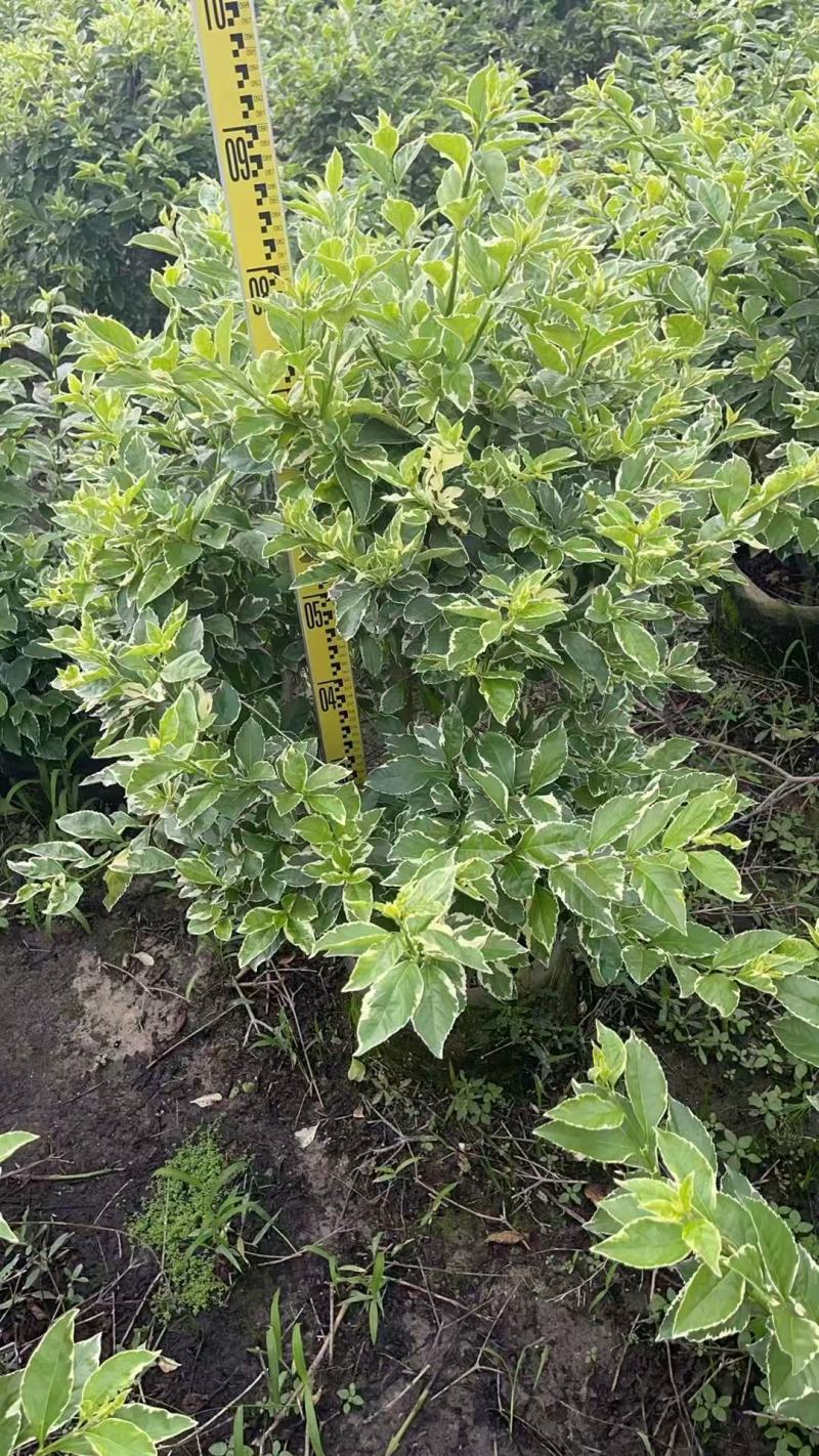 花叶假连翘
