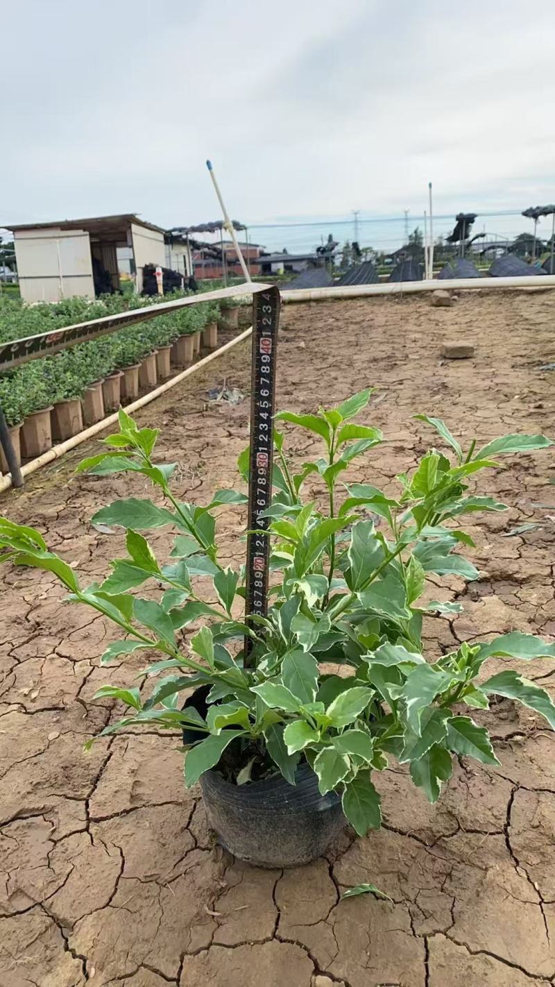 花叶假连翘