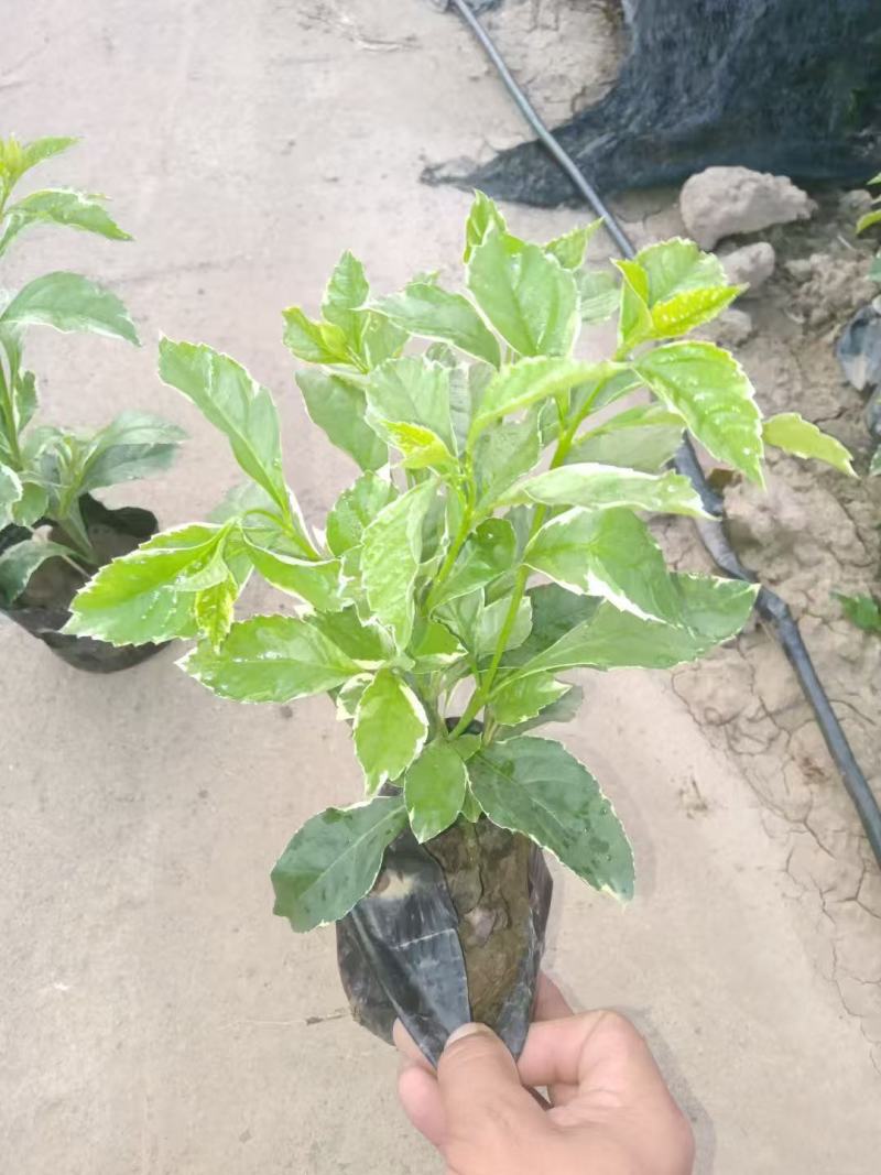 花叶假连翘