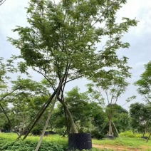 黄花梨