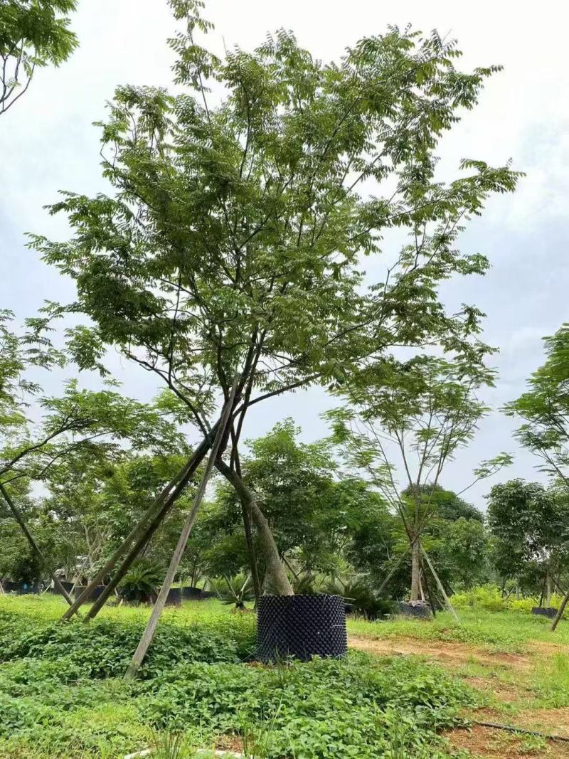 黄花梨