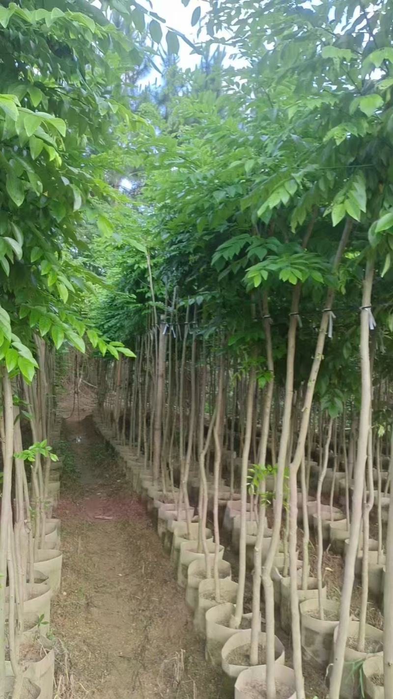 黄花梨