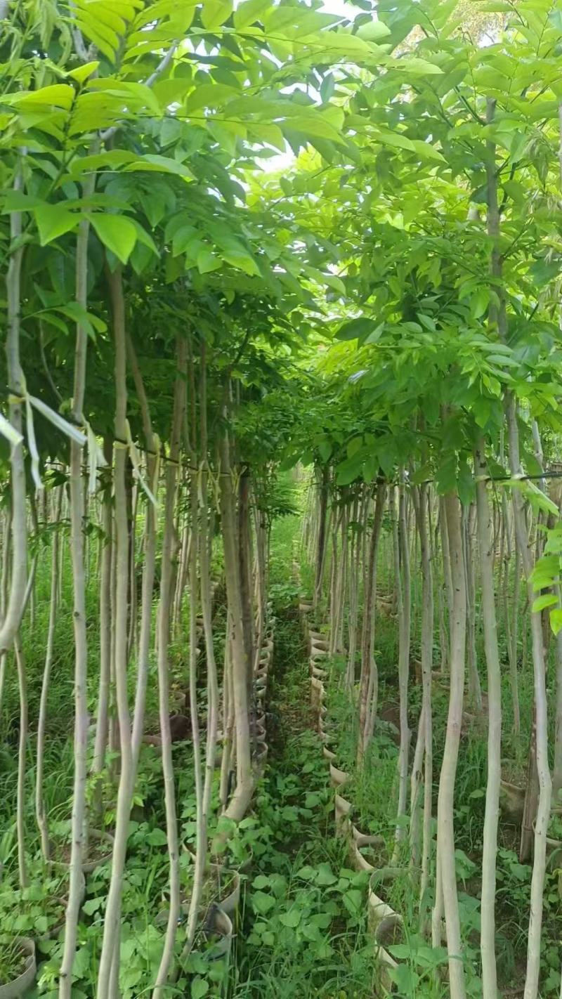 黄花梨